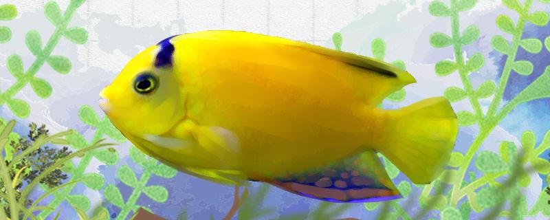 Is the yellow bride angelfish easy to raise? How to raise it?