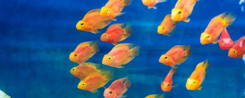 Does parrot fish jump into the tank? How to solve it?