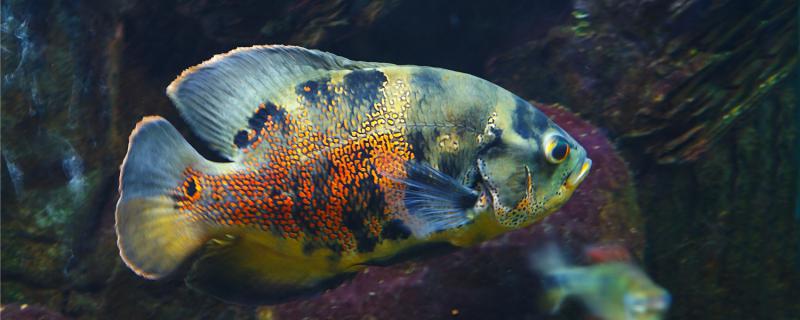 野生地図魚はどれくらいの大きさになるのか、野生と人工飼育の違いは何か