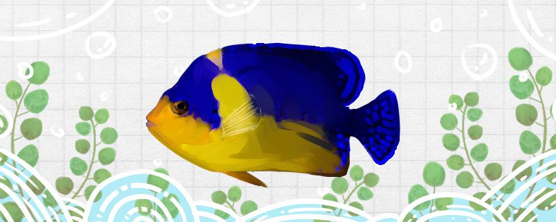 Is the yellow-bellied angelfish easy to raise? How to raise it?