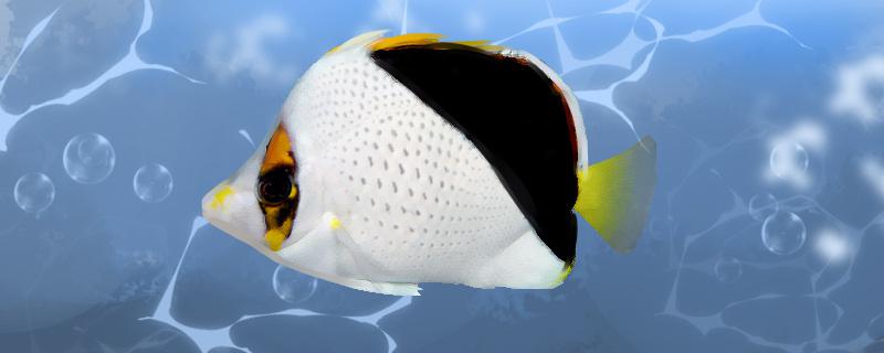Is the golden tank butterfly fish easy to raise? How to raise it?