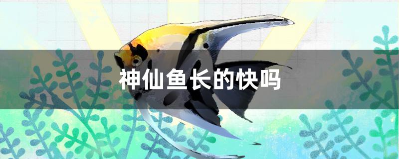 神仙魚長(zhǎng)的快嗎 七彩神仙魚