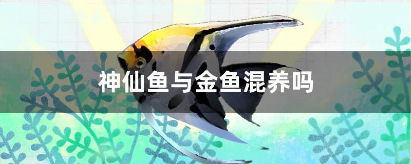 神仙鱼与金鱼混养吗