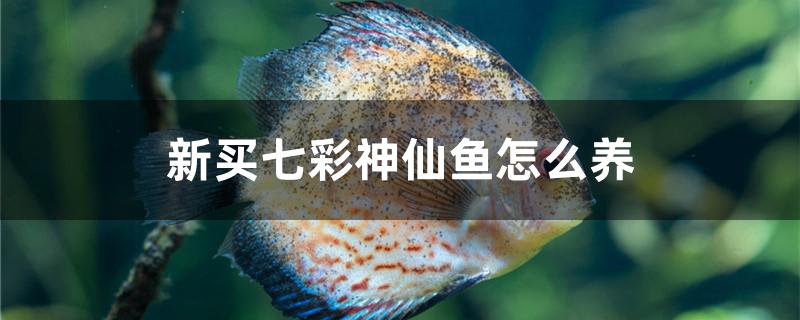 新买七彩神仙鱼怎么养 水族维护服务（上门）