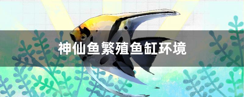 神仙魚(yú)繁殖魚(yú)缸環(huán)境 申古三間魚(yú)