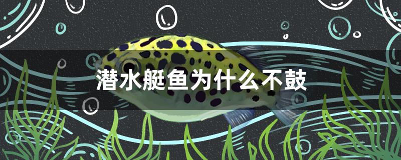 潜水艇鱼为什么不鼓