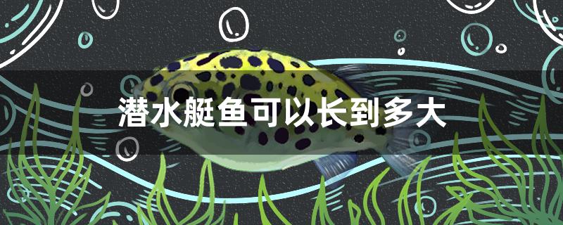 潛水艇魚可以長到多大 三間鼠魚