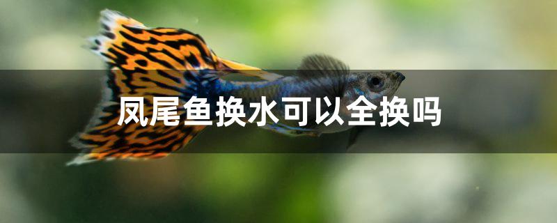 凤尾鱼换水可以全换吗 2024第28届中国国际宠物水族展览会CIPS（长城宠物展2024 CIPS）