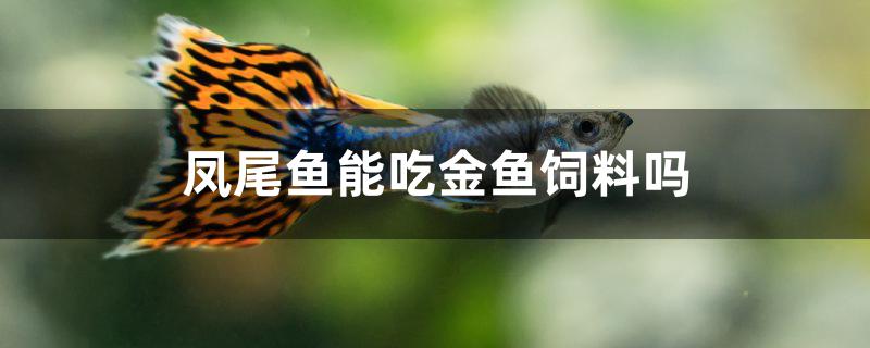 鳳尾魚能吃金魚飼料嗎 元寶鳳凰魚