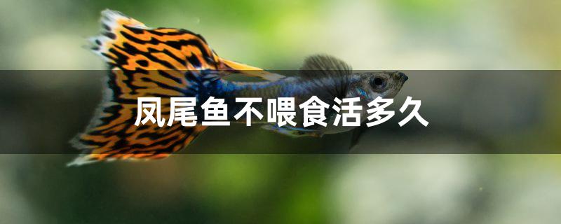 鳳尾魚不喂食活多久 黃金鴨嘴魚