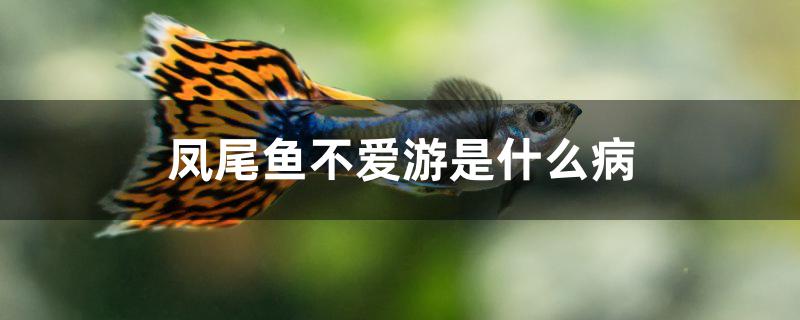 鳳尾魚不愛游是什么病 水族世界