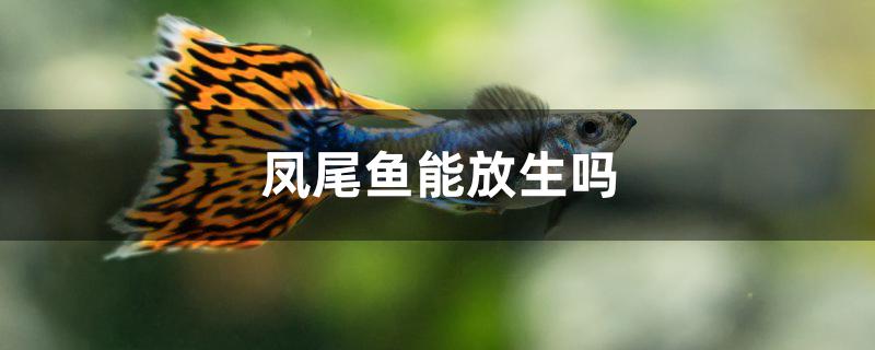 鳳尾魚能放生嗎 養(yǎng)魚知識