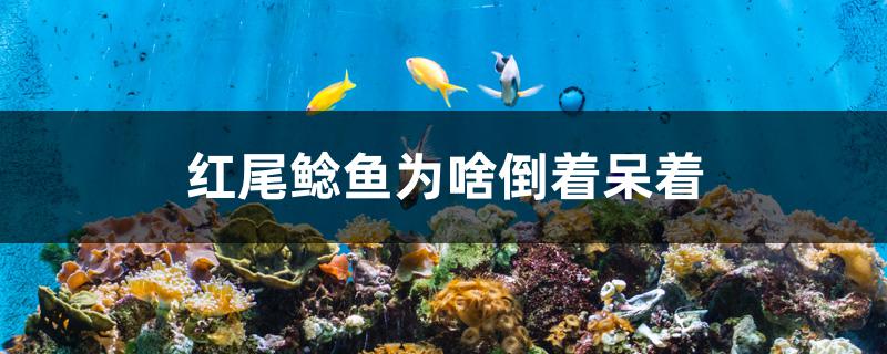 紅尾鯰魚為啥倒著呆著 眼斑魚