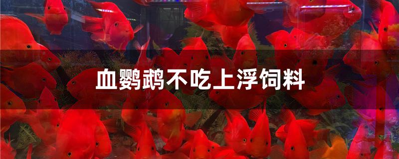 血鸚鵡不吃上浮飼料