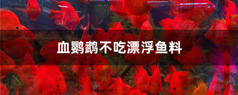 血鸚鵡不吃漂浮魚料