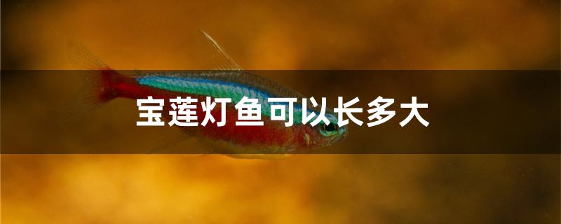 宝莲灯鱼可以长多大