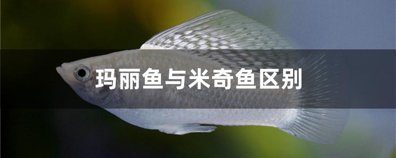玛丽鱼与米奇鱼区别