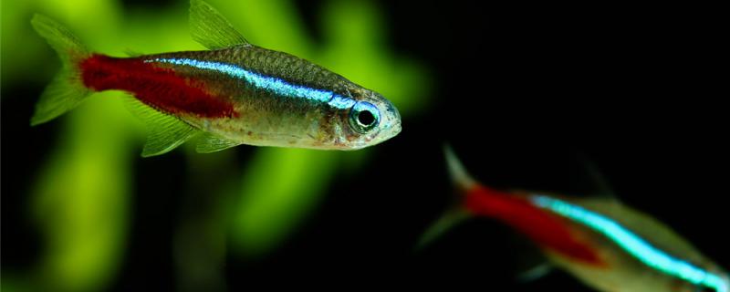 红绿灯鱼多久繁殖一次，多大可以繁殖