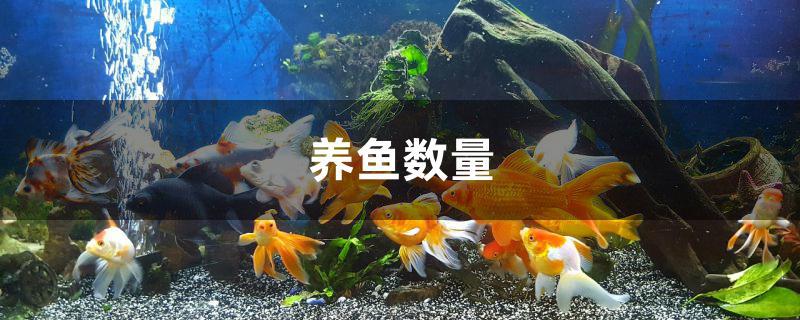 养鱼数量多少合适