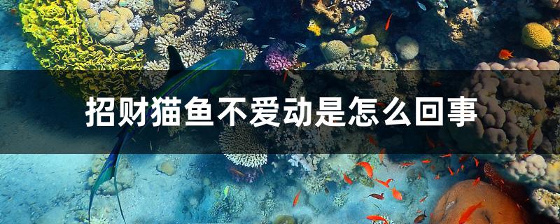 招財(cái)貓魚(yú)不愛(ài)動(dòng)是怎么回事 觀賞魚(yú)疾病