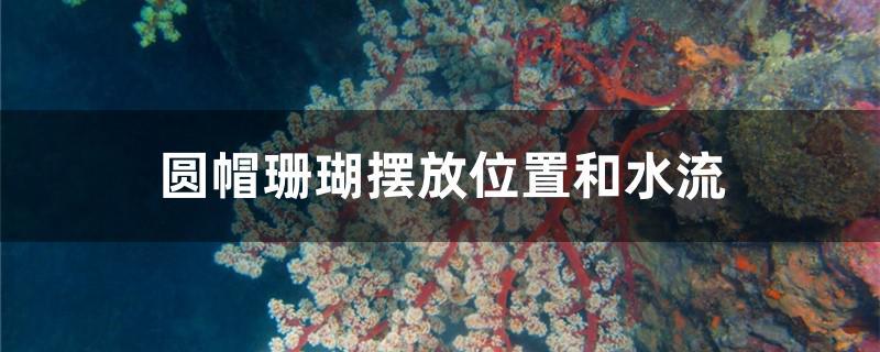 圆帽珊瑚摆放位置和水流