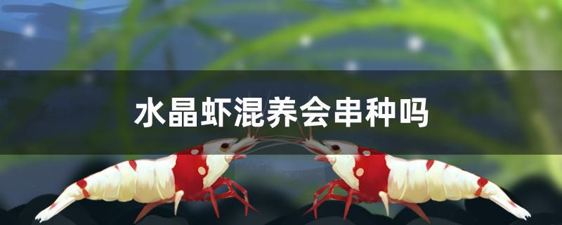 水晶虾混养会串种吗 印尼小红龙