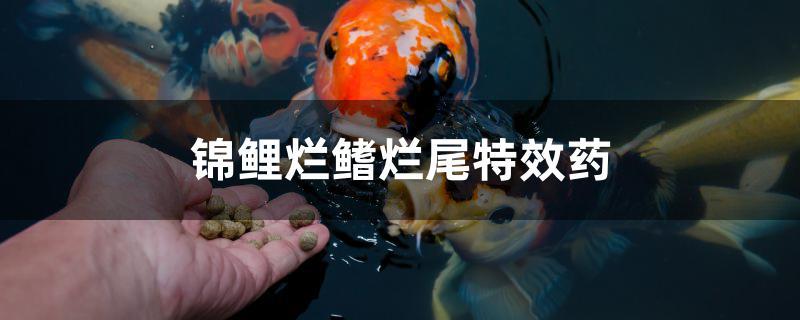 錦鯉爛鰭爛尾特效藥是什么 一眉道人魚