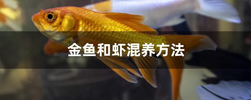 金鱼和虾混养方法