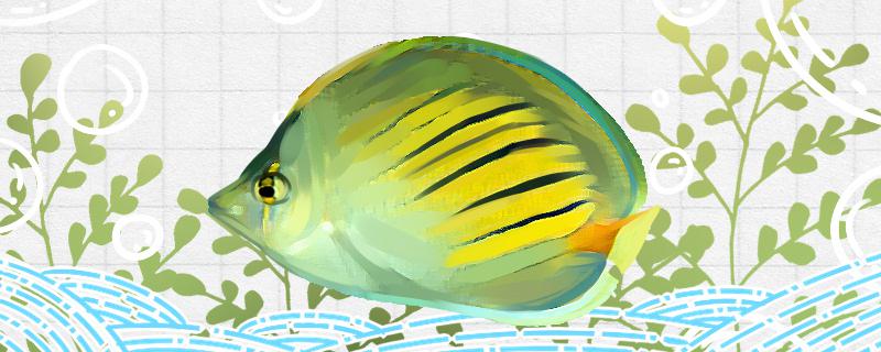 Is tiger-striped butterfly fish easy to raise? How to raise it?