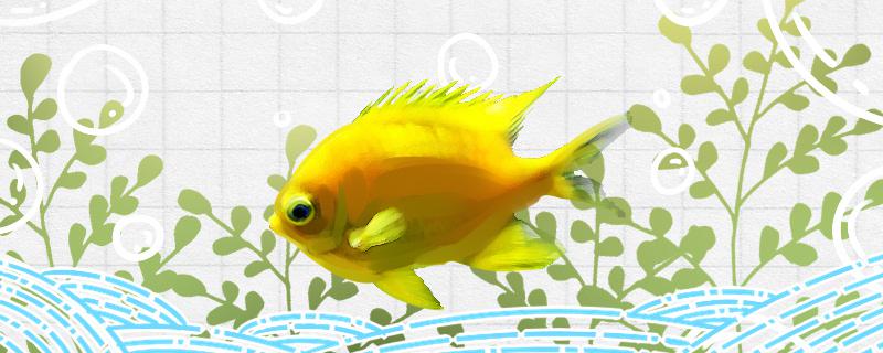 Is the golden damselfish easy to raise? How to raise it?