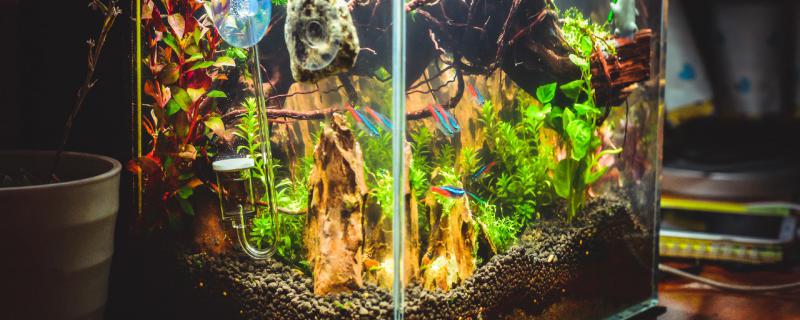 What is the use of fish tank lights and which lights can be used?