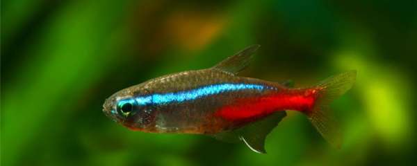 红绿灯鱼会生小鱼吗，喜欢什么产卵环境
