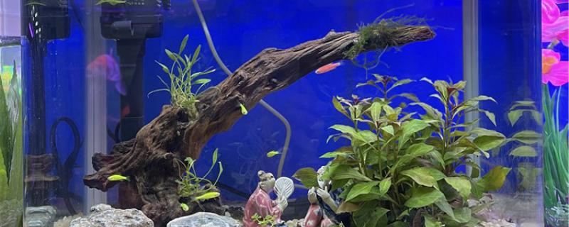 Can the fish recover after changing the water? How to change the water for the fish tank?