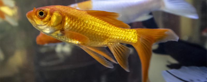 How does goldfish oviposit handle water, how should do after oviposit