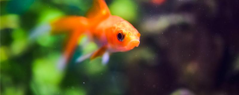 How does goldfish gill hair whiten to return a responsibility? How to treat?
