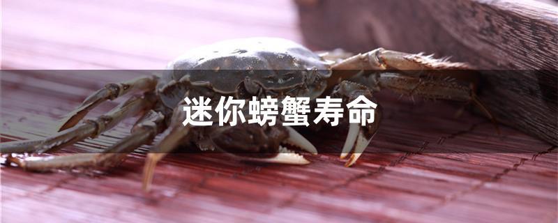 迷你螃蟹寿命