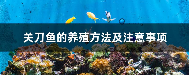 关刀鱼的养殖方法及注意事项
