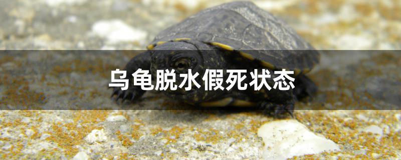 乌龟脱水假死状态