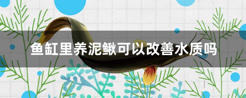 鱼缸里养泥鳅可以改善水质吗