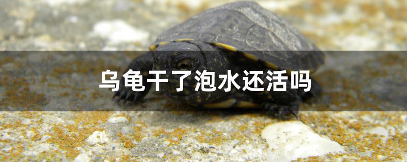乌龟干了泡水还活吗