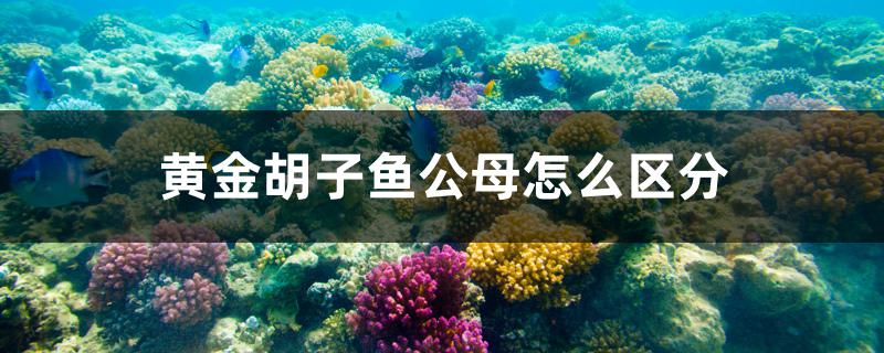 黄金胡子鱼公母怎么区分 BD魟鱼