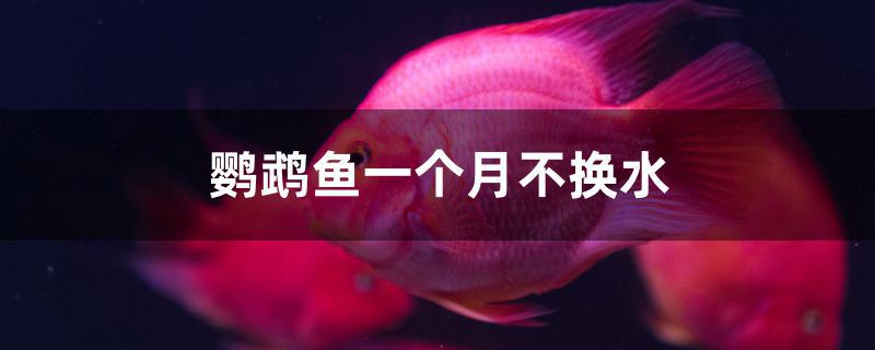 鸚鵡魚一個月不換水 魚缸清潔用具