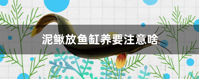 泥鳅放鱼缸养要注意啥 罗汉鱼批发