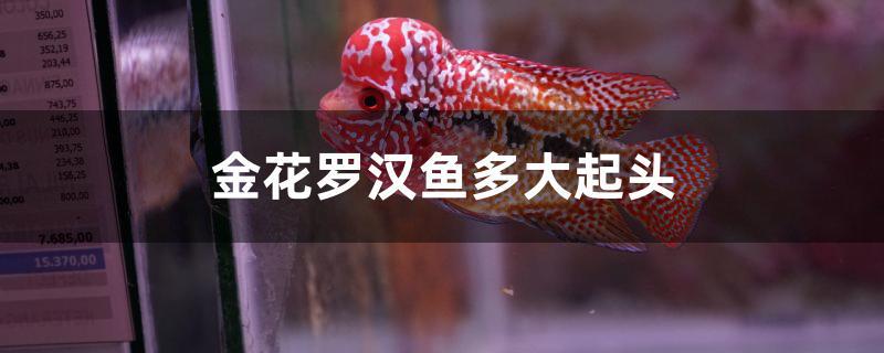 金花罗汉鱼多大起头