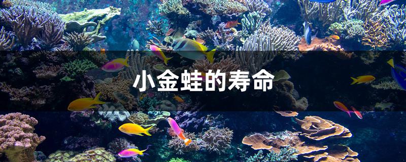 小金蛙的寿命 鱼百科