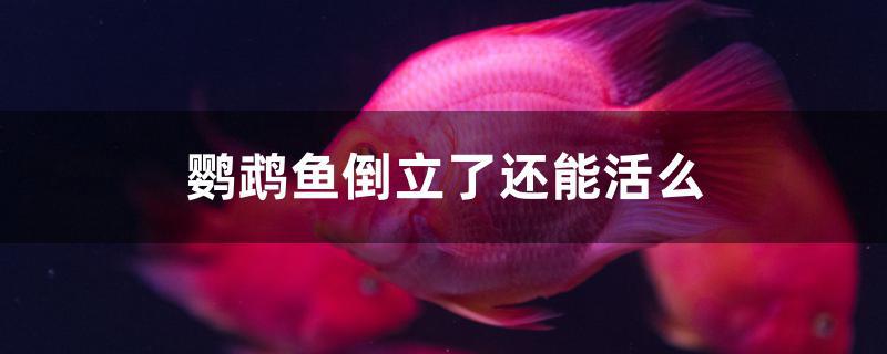 鸚鵡魚倒立了還能活么