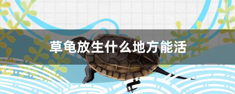 草龟放生什么地方能活