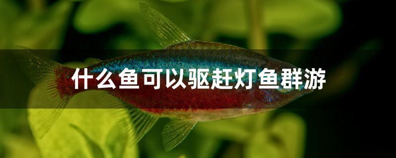 什么魚(yú)可以驅(qū)趕燈魚(yú)群游 喂食器