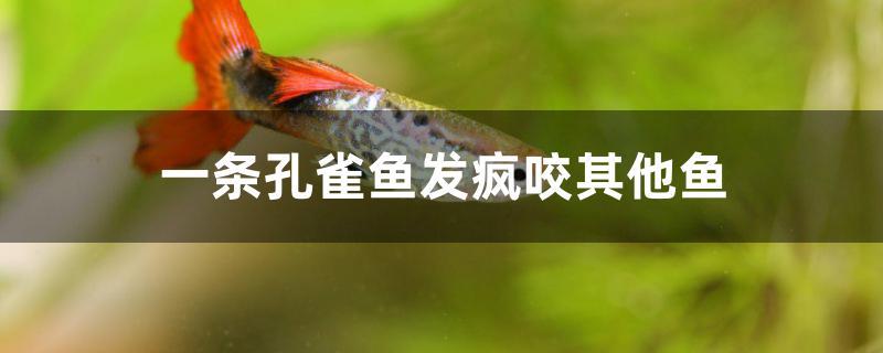 一條孔雀魚發(fā)瘋咬其他魚怎么辦 大正錦鯉魚