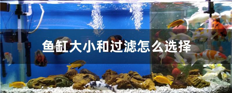 魚缸大小和過濾怎么選擇 其他品牌魚缸